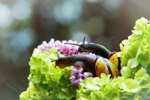 Slugs grazing on food crops