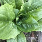 Seasonal Crops: Fruit & Veg That Are Harvested in August in UK Gardens What to Sow in November Lettuce