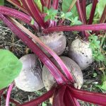 Beetroot are not overly frost sensitive and make great beetroot hummus