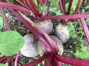 Beetroot are not overly frost sensitive and make great beetroot hummus