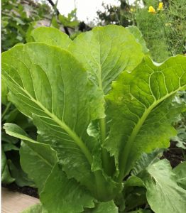 How Plants Work: Getting Higher Yields & Better Flavours. Lettuce