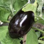 UK Seasonal Fruit & Veg in July Aubergine produce marvellous fruit