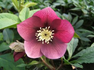 What to Grow in the U.K. Helleborus hybrids is a wonderful early plant for the garden. But it is a prime candidate if you are Growing Poisonous Plants