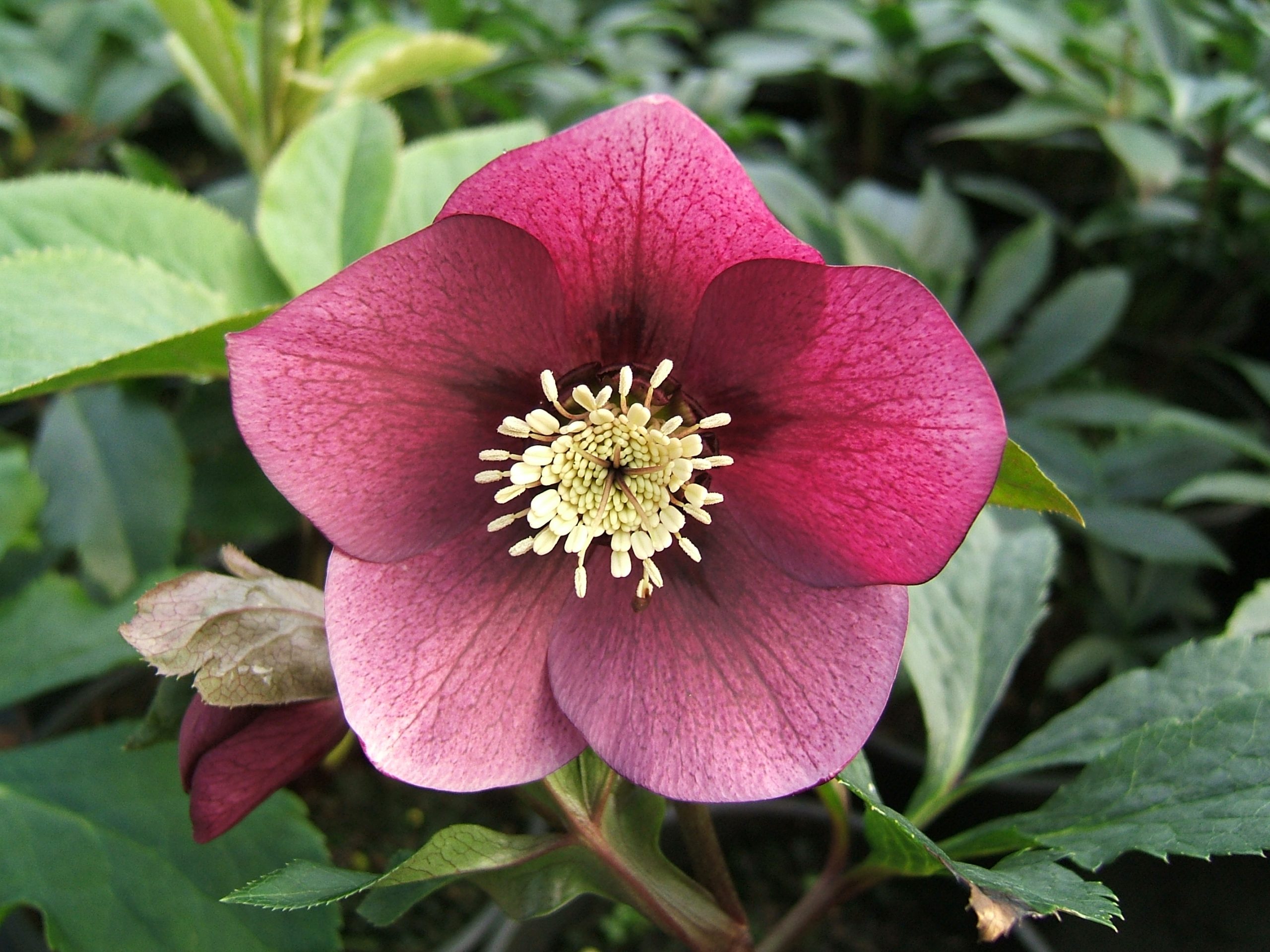 What to Grow in the U.K. Helleborus hybrids is a wonderful early plant for the garden. But it is a prime candidate if you are Growing Poisonous Plants