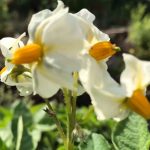 Well chitted potatoes lead to wonderful potato flowers earlier than would have happened