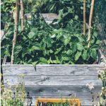 Advantages & Disadvantages Of Raised Beds Raised Beds Can Grow Intensive Crops
