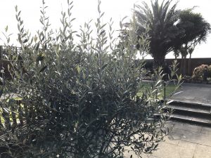 Olives are considered unusual fruit when grown in the U.K.