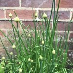 Chives, a perennial vegetable, about to flower