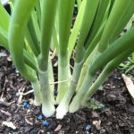 Multisown Module grown Spring onion