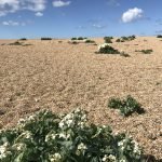Sea kale: how to grow kale .. Vegetables and Fruits For UK Seaside Gardens