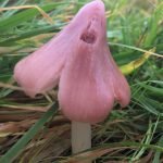 A Fungi Map for All Seasons Ballerina or Pink Waxcap fungi