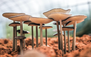 A Forest of Fungi, adding organic matter, prioritising root growth, maximising plant diversity, and minimising soil disturbance are key strategies for nurturing a healthy soil microbiome 