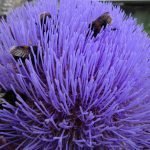 Globe artichoke covered in bees in an Edible Landscape