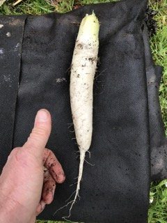 Roots penetrate the soil and sequester organic soil carbon when they die. Don't Starve Your Soil.