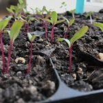 Growing beetroot in modules for the biointendsice garden practising succession planting