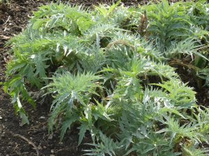 Cardoon