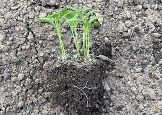 Module raised seedlings