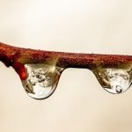 How Trees Prevent Flooding How trees prevent flooding