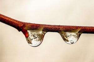 How Trees Prevent Flooding & alleviate Drought.
