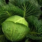 Where To Start On A New Allotment Cabbage. Vegetable Garden Tasks In August