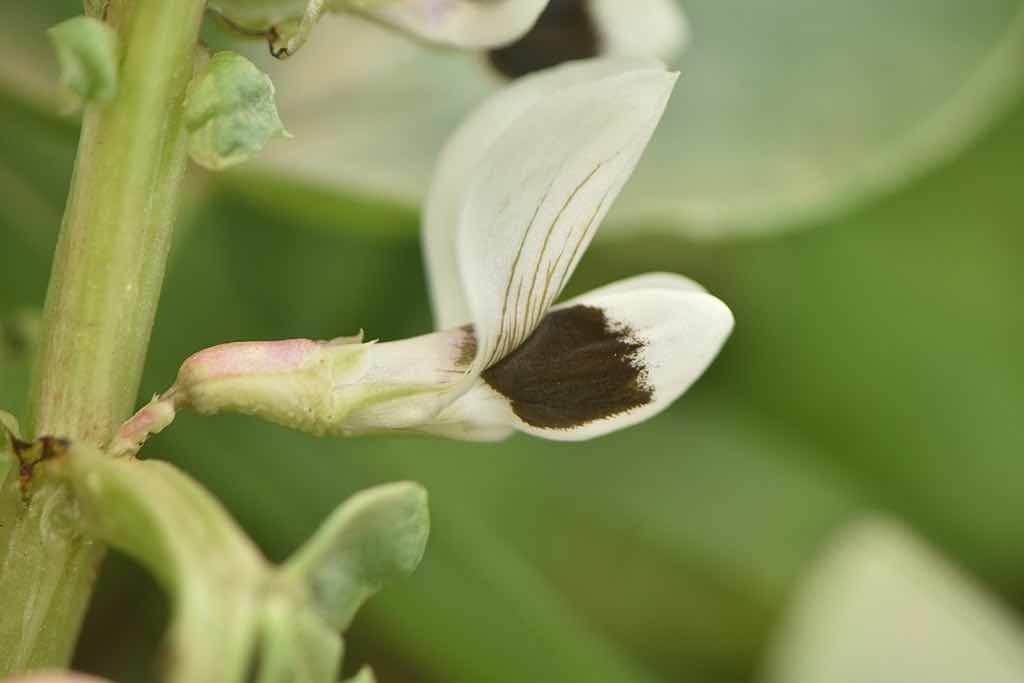 Broad bean, Vicia faba, One of My Beans For UK Gardens