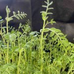 How To Grow Chickpeas On The Moon How Grow Chickpeas In The U.K. - Indoor sown Pea shoots sown in October