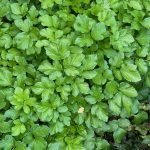 February Foraging Plants - Alexanders