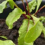 Beetroot-in-mid-April-