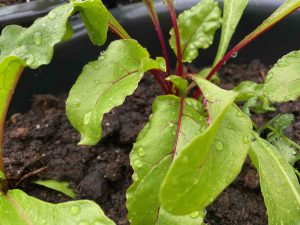 How To Conquer Gardening Food Waste - beetroot leaves