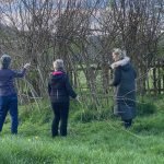 Using Willow Extract for Propagation