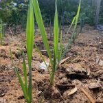 Traditional Versus No Dig Versus Minimal Disturbance Gardening leeks transplanted though a grass mulch in a minimal disturbance garden