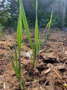 leeks transplanted though a grass mulch in a minimal disturbance garden
A way to be Complying With Allotment Rules