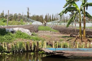 Mexican chinampas