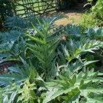 Cardoons-in-food-forest