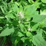 UK Edible Weeds: A Gardener's Guide Edible Weeds, Attribution-Hugo.arg-CC-BY-SA-4.0-via-Wikimedia-Commons-.jpeg