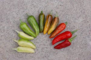 How To Grow Peppers & Chillis