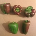 Heirloom_King_of_the_North_Peppers