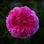 Rosa-Gertrude-Jekyll