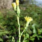 Your Bolting Vegetables Answered Bolting-lettuce-1024px-Starr-081031-0392-Lactuca_sativa-lettuce_bolting-Makawao-Maui_24296084064
