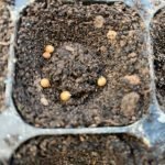 All About Photoblastic Seeds Photoblastic seeds