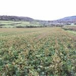 Regenerative Farming Claims Regenerative agriculture claims. Oil seed rape grown with buckwheat companion planting