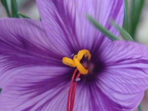 How to grow saffron, Crocus sativus