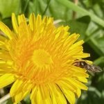 An Edible Dandelion For All Seasons DANDELION-IN-THE-FOOD-FOREST-