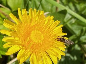 Edible dandelion flower
