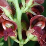 How-To-Grow-Apios-Americana