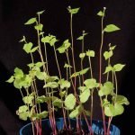 V.Boldychev-CC-BY-SA-4.0-https-creativecommons.orglicensesby-sa4.0-via-Wikimedia-Commons-1-month-old_buckwheat_seedlings