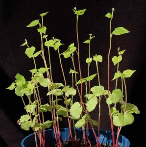 Does Buckwheat Reduce Wireworms Infestations?
