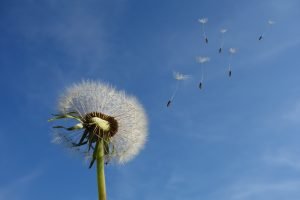 Dandelion head, clock, seedhead, 