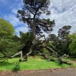 tree trunk and branches of Pinus radiata