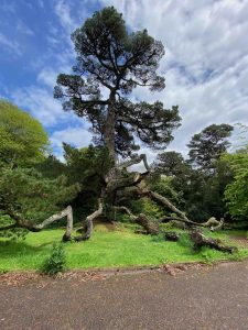 tree trunk and branches of Pinus radiata
This tree is shown to illustrate the wok of Suzanne Simard